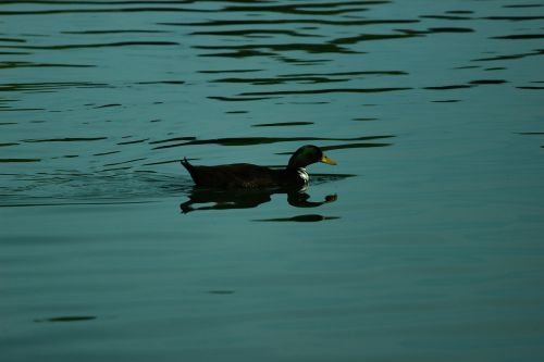 blue duck nature