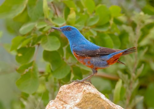 blue breakwater thrush