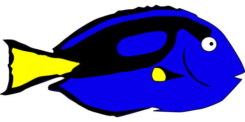 blue fish animal