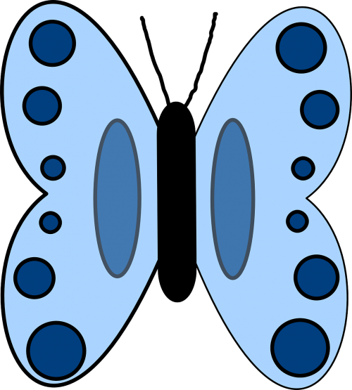 blue butterfly insect