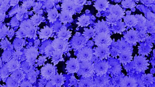 blue background chrysanthemums