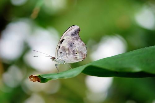 blue white butterfly butterflies