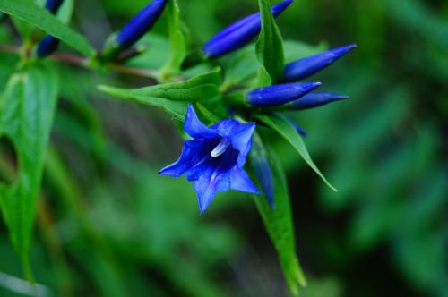 blue flower blossom