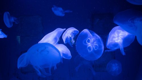 blue fish jellyfish