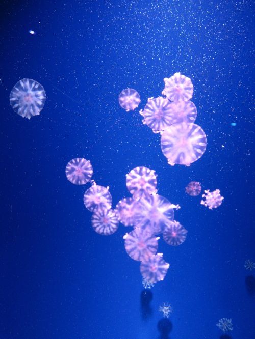 blue jellyfish jellyfishes