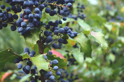 blue blueberries fruit