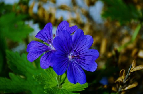 blue flower violet
