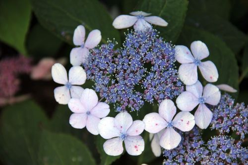 blue flower blossom