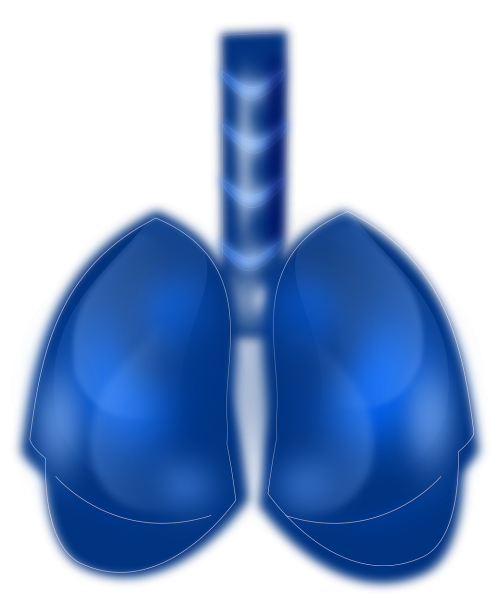 blue human lungs