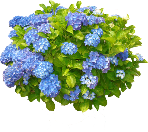 blue hydrangea bush