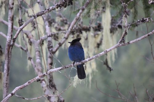 blue bird animal