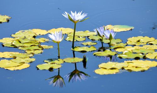 blue water lilly