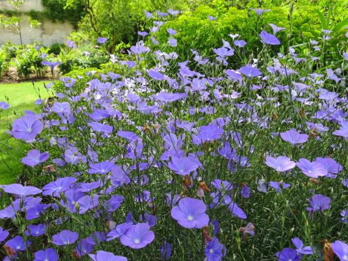 blue flowers garden