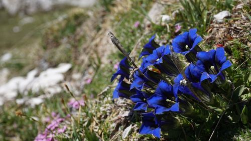 blue alpine alpine flower