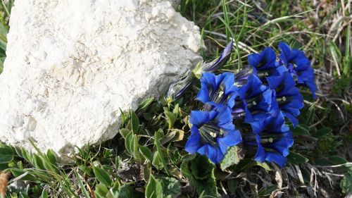 blue alpine alpine flower