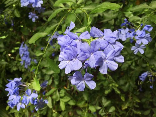 blue small floral afternoon