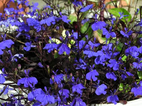 blue flowers dark