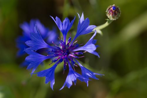 blue flower macro