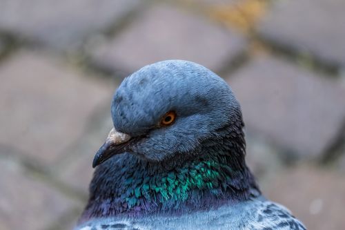 blue feather bird