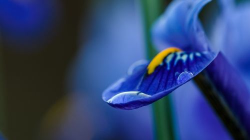 blue petal flower