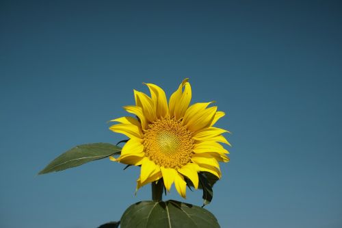 blue sky summer