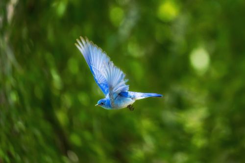 blue bird animal