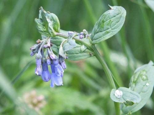 blue flower wildflower