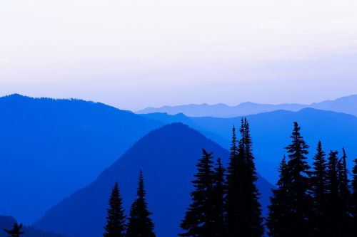 blue shadow trees