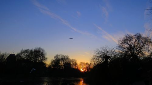 blue sky bird