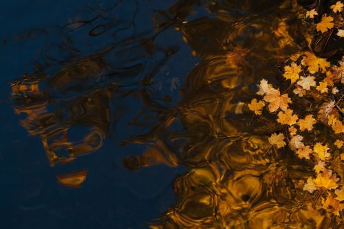 blue water leaf