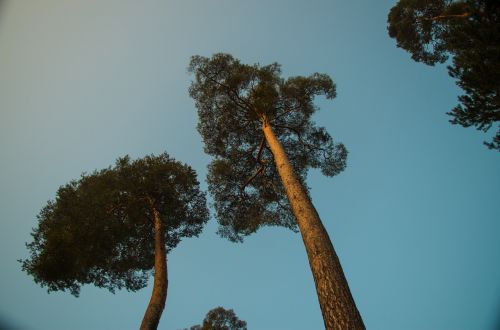 blue sky tree