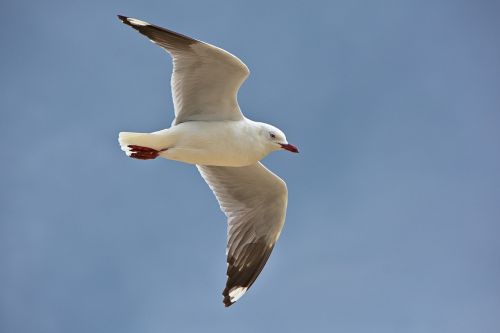 blue sky bird