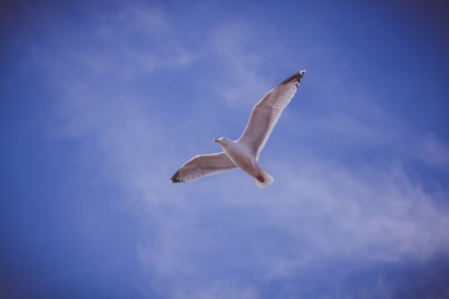 blue sky bird