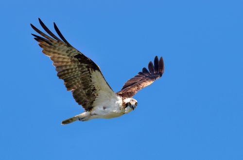 blue sky bird