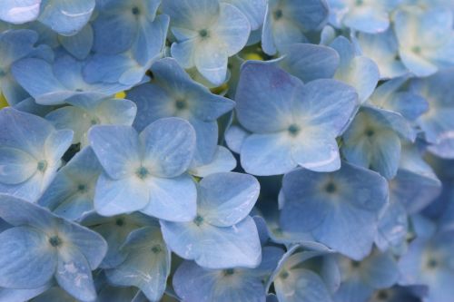 blue hydrangea rain