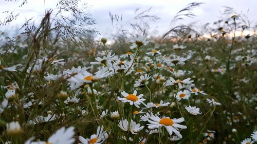 blue daisy cloud