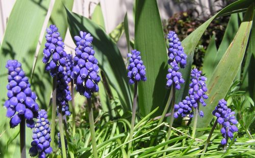 blue grape hyacinth bulbs