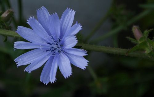 blue chicory flower