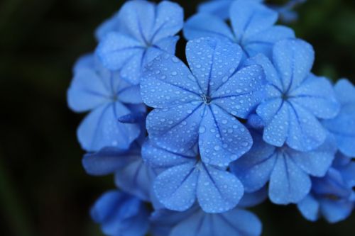 blue flowers dew