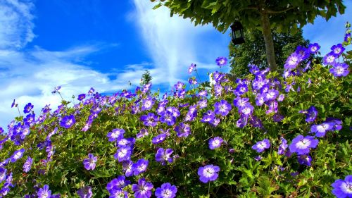 blue flowers cranesbill