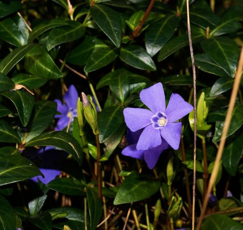 blue periwinkle vinca minor