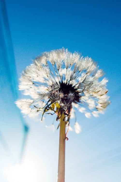 blue bright dandelion