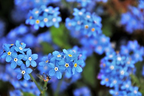 blue  nots  flower