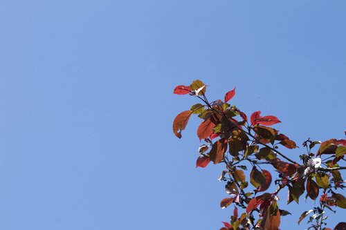 blue  sky  branch