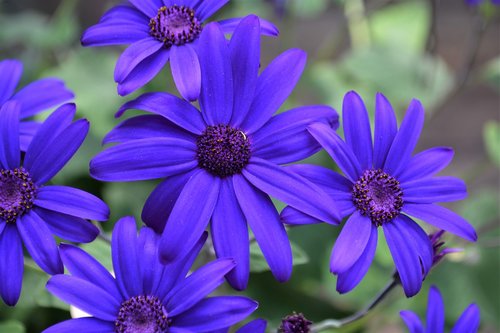 blue  purple  blossom
