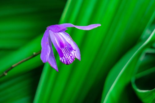 blue  plant  flower