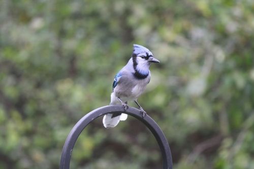 blue jay wild life