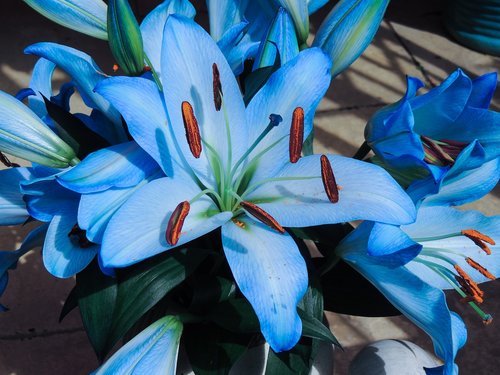 blue  lily's  plant