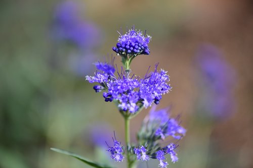 blue  flower  garden