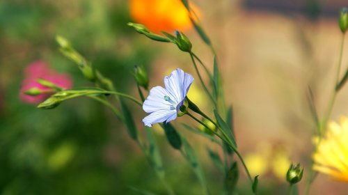 blue  flower  flowers